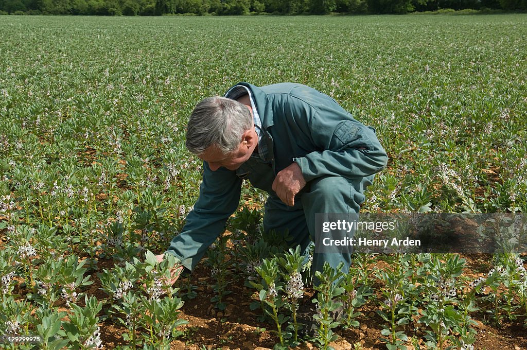 Farmer examining plants in field