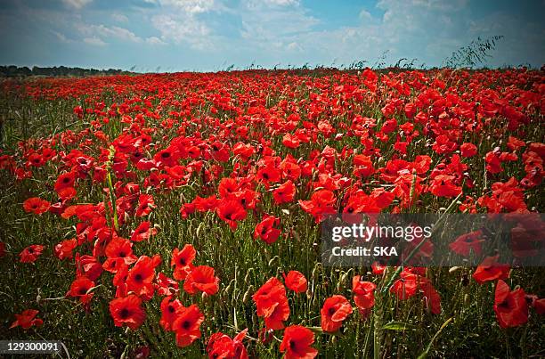 field of poppy flowers - poppies stock pictures, royalty-free photos & images