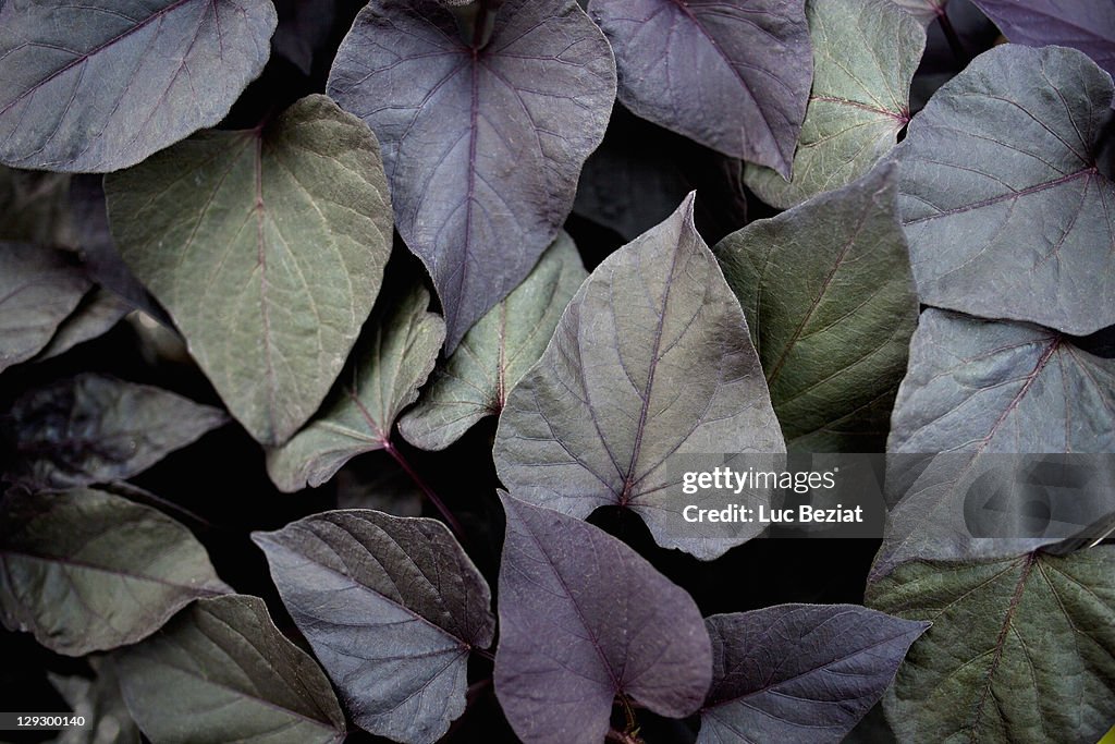 Close up of dark leaves of plant