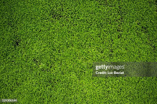 close up of grass - moss stock-fotos und bilder