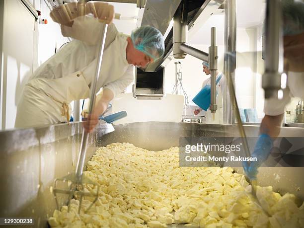 workers chopping curds for cheese-making - lean manufacturing stockfoto's en -beelden