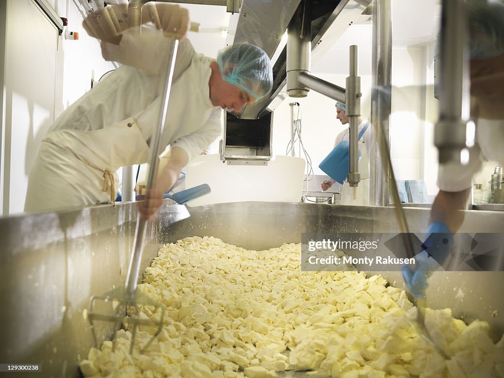 Workers chopping curds for cheese-making