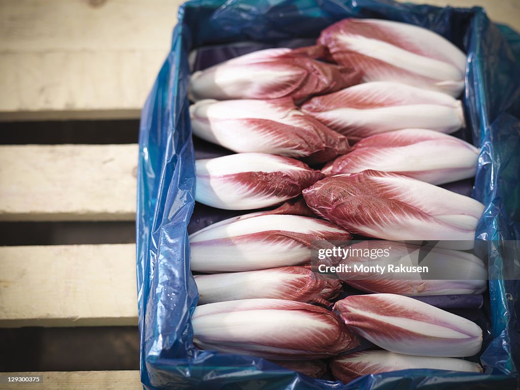 Close up of box of endives