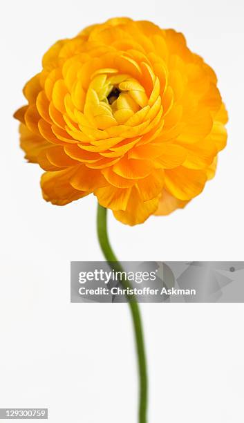 close up of yellow flower - yellow flowers stock pictures, royalty-free photos & images