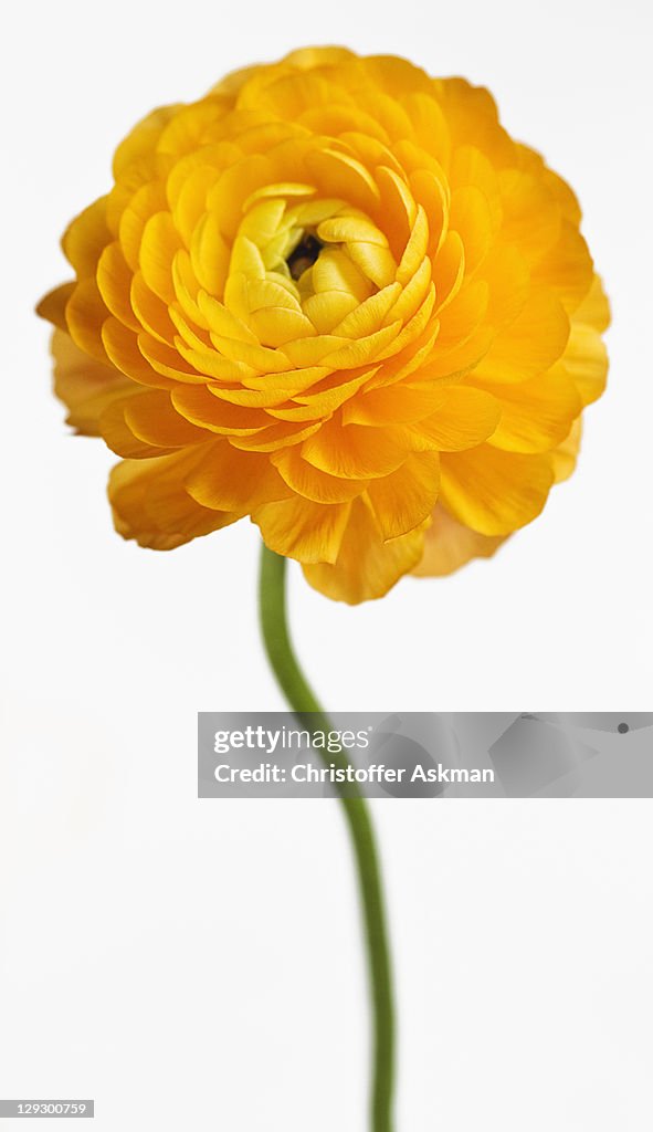 Close up of yellow flower