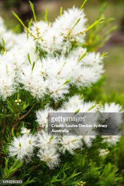 a melaleuca tree in flower - louise docker sydney australia stock pictures, royalty-free photos & images