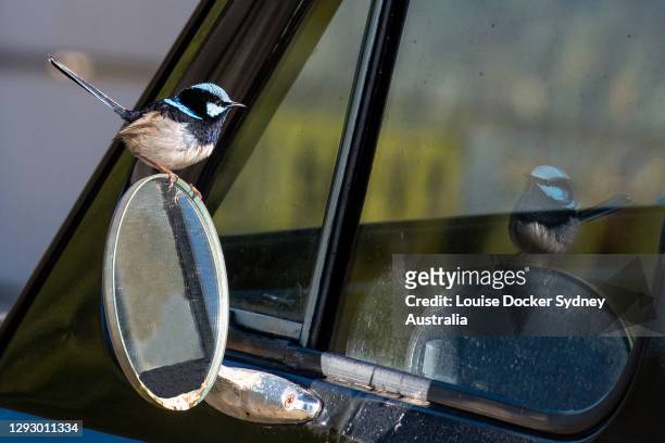 a male superb fairy wren looking at itself in a car mirror - louise docker sydney australia stock pictures, royalty-free photos & images