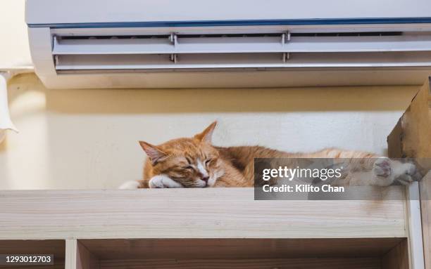 cute ginger cat taking a nap under the air conditioner - ac weary stock pictures, royalty-free photos & images