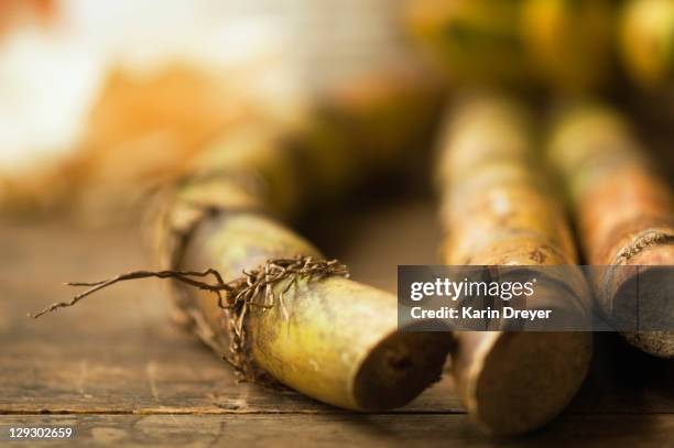 close up of sugar cane stick - cana de acucar imagens e fotografias de stock