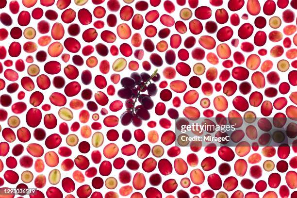 seedless grape slices back lit pattern - white grape stock pictures, royalty-free photos & images