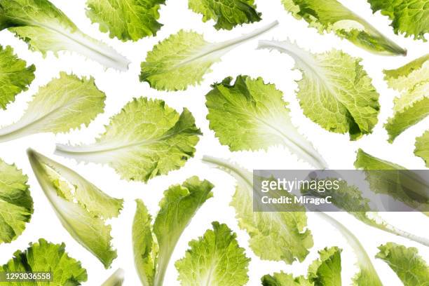 green romaine lettuce back lit pattern - lettuce stock pictures, royalty-free photos & images