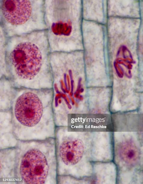 mitosis (metaphase) in a plant--chromosomes are lined up in the equatorial region of the mitotic spindle, onion (allium) root tip, 400x - spoelfiguur stockfoto's en -beelden