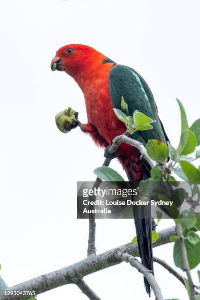 an australian king parrot eating an apple off a tree - king parrot stock pictures, royalty-free photos & images