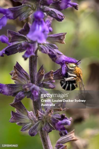 a blue banded bee on a salvia blossom - louise docker sydney australia stock pictures, royalty-free photos & images