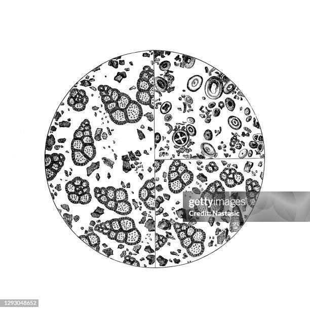 mud residue from white chalk - chalk circle stock illustrations