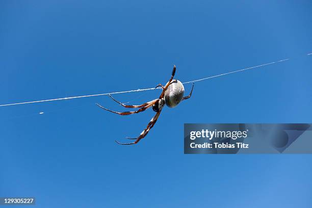 Spider Web Single Thread 156 Spider Thread Stock Photos, High-Res Pictures, and Images - Getty ...
