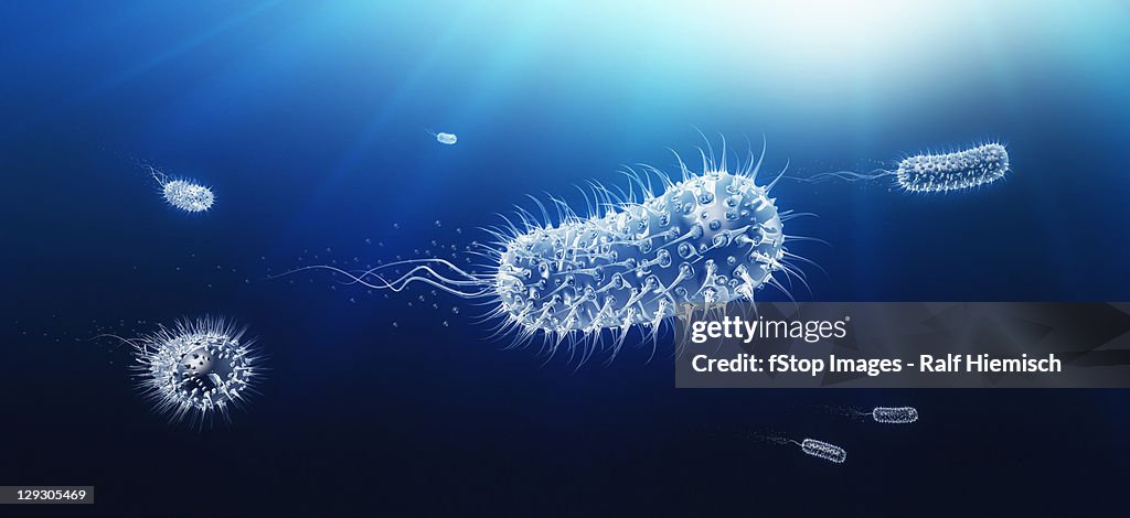 Microscopic view of bacilli bacterium swimming through body