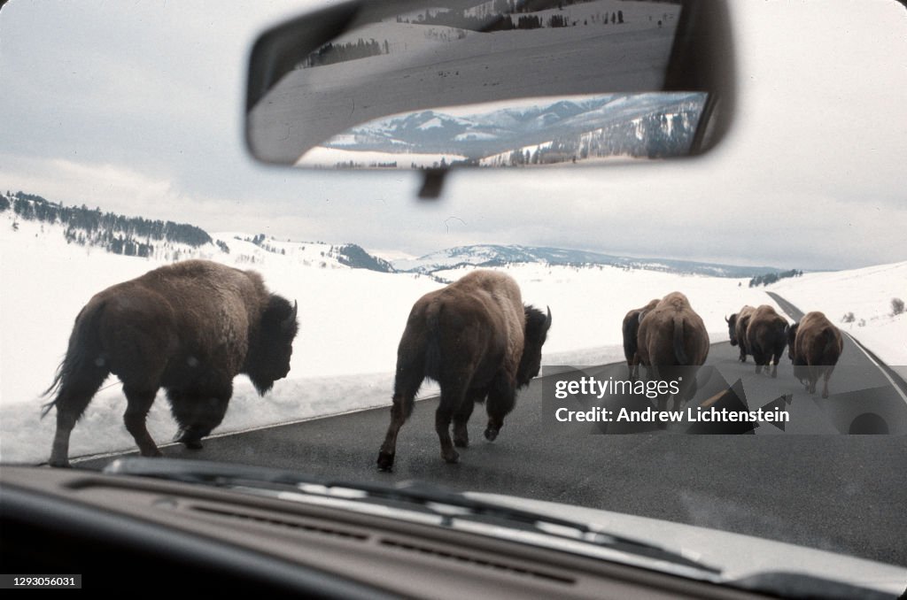 Yellowstone"u2019s bison