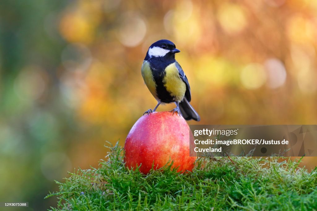 Great tit (Parus major) standing on an apple, Schleswig-Holstein, Germany