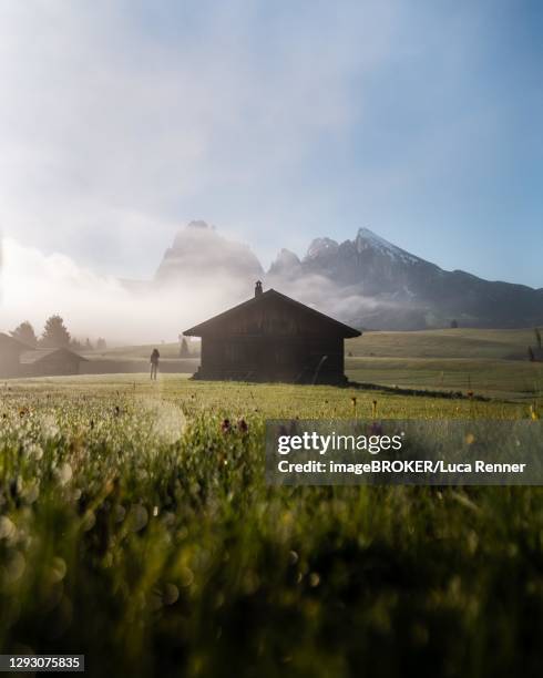 woman looking on foggy meadow next to hut, behind sassolungo and plattkofel, morning light, seiser alm, south tyrol, italy - seiser alm stock-fotos und bilder
