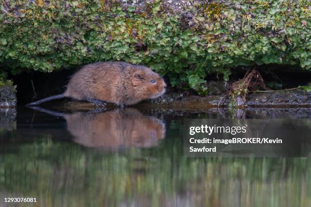 water vole (arvicola amphibius) adult on the edge of a canal, derbyshire, england, united kingdom - volea stock pictures, royalty-free photos & images