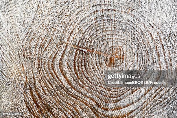 Spruce Rings Spruce Wood Rings Photos and Premium High Res Pictures - Getty Images
