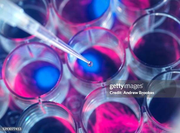 cell research, scientist pipetting samples into a multi well plate during an experiment in the lab with a screen image of cells in the background - 科学 ストックフォトと画像