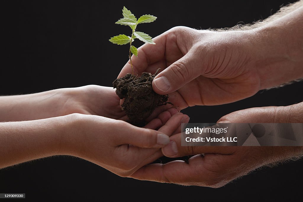 Studio shot of man giving sapling to girl (10-11), close-up