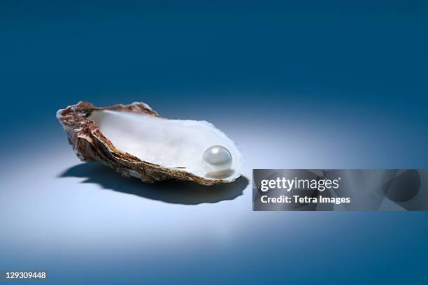 oyster pearl on gray background - oyster pearl stockfoto's en -beelden