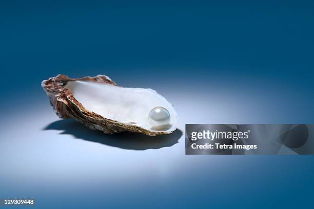 oyster pearl on gray background - endangered species stock pictures, royalty-free photos & images