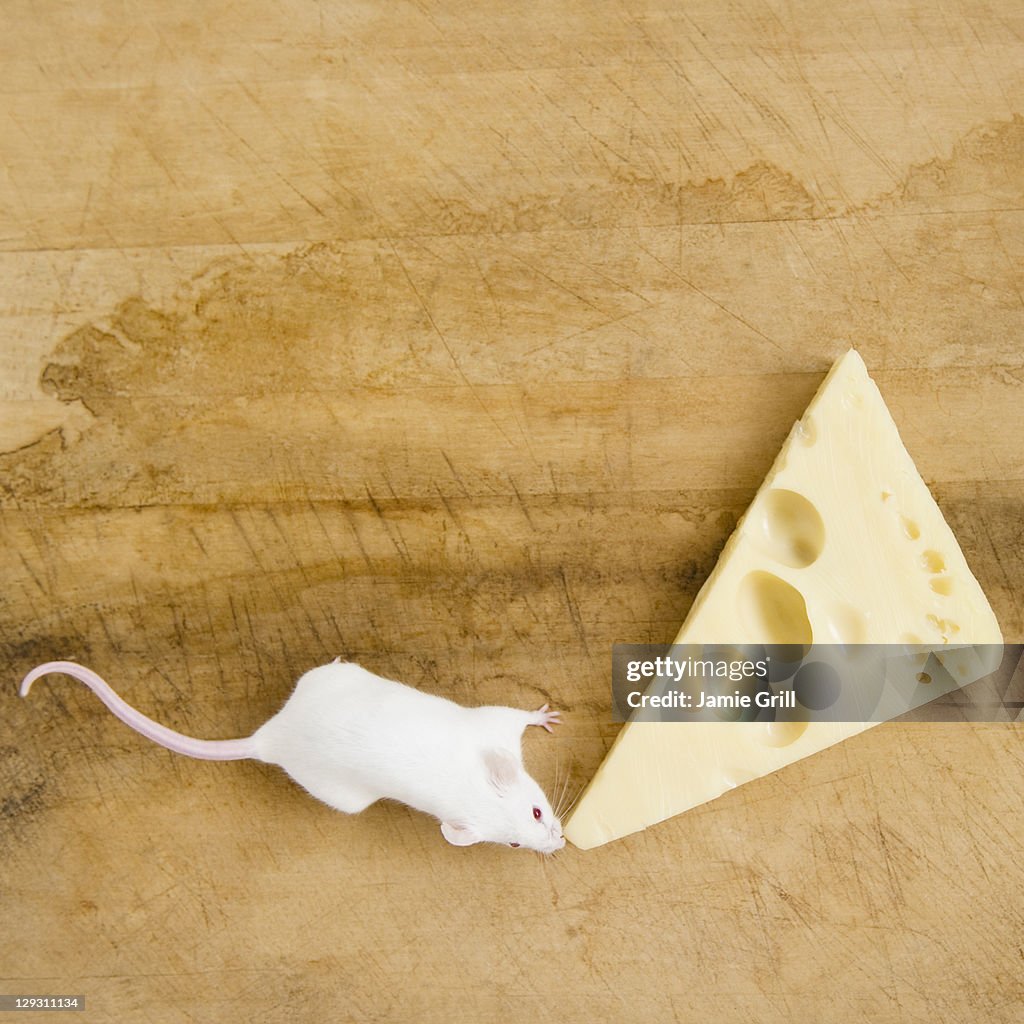 Studio shot of white mouse and slice of cheese