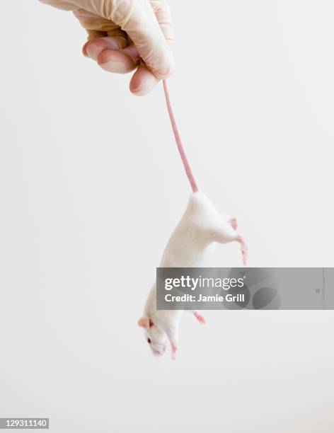studio shot of hand in glove holding white mouse - hang mouse stock pictures, royalty-free photos & images