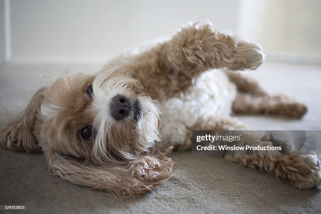 USA, New York, New York City, Brooklyn, Cockapoo dog lying on floor