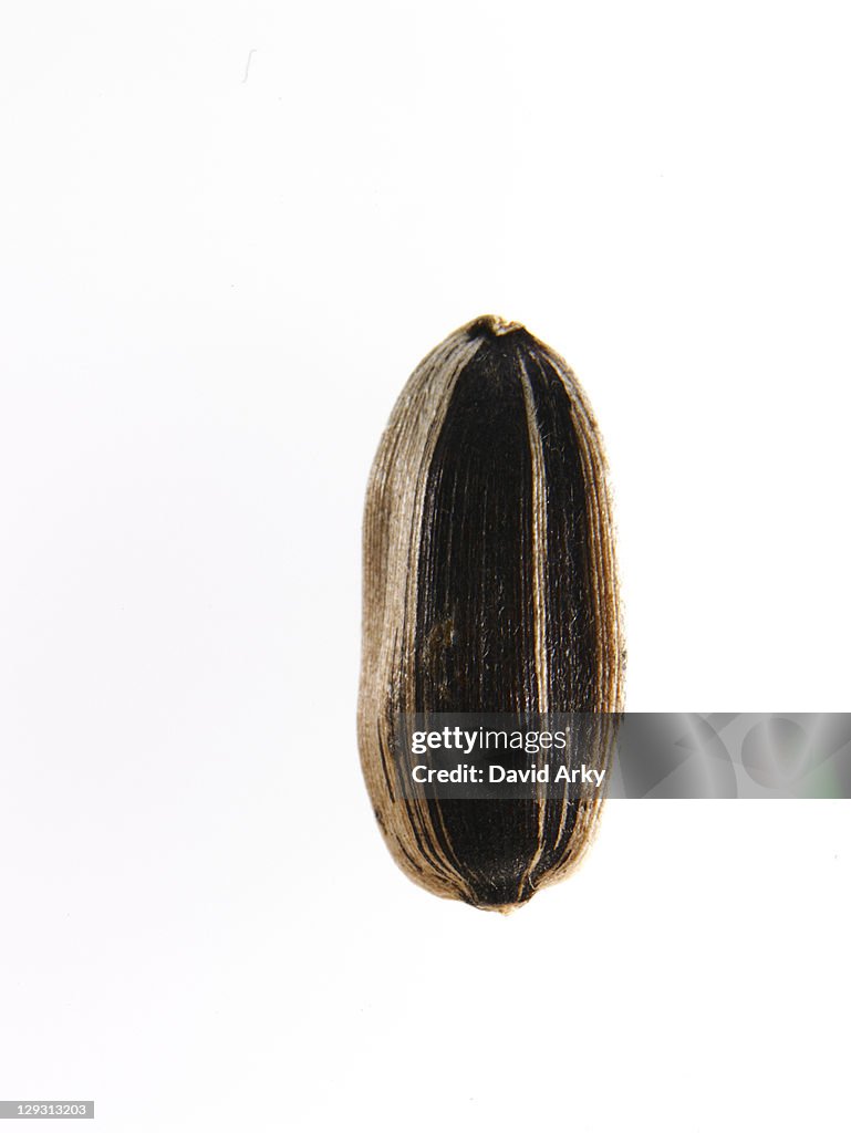 Studio shot of Sunflower Seed on white background