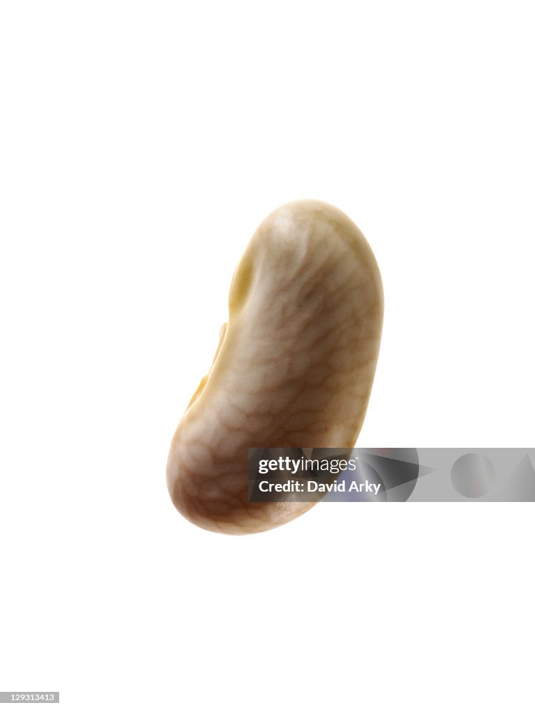 Close-up of white bean seed, studio shot