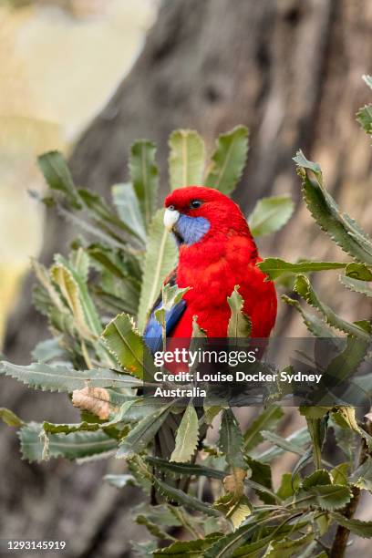 crimson rosella in a banksia tree - rosella carmesí fotografías e imágenes de stock