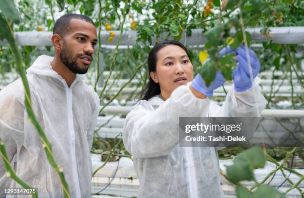 male and female scientists inspect the growth of hydroponic tomato plants - botanist stock pictures, royalty-free photos & images