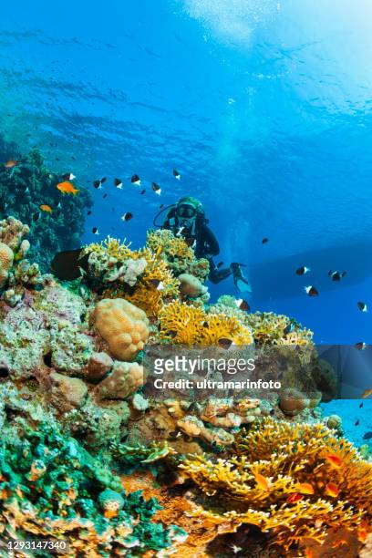 fire coral, finger coral underwater sea life coral reef underwater photo scuba diver point of view. blonde woman scuba diving in background - seabed stock pictures, royalty-free photos & images