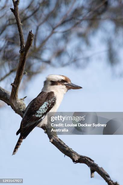 an australian kookaburra on a branch - kookaburra stock-fotos und bilder