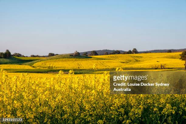 canola fields at berrima - louise docker sydney australia stock pictures, royalty-free photos & images