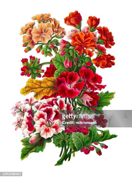 old engraved illustration of botany, pelargonium zonale and scarlet geranium (pelargonium inquinans) - botany stock pictures, royalty-free photos & images