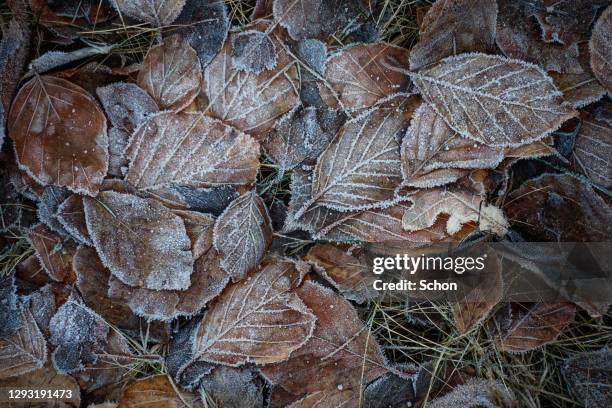 frosty leaves on the ground in winter - december stockfoto's en -beelden