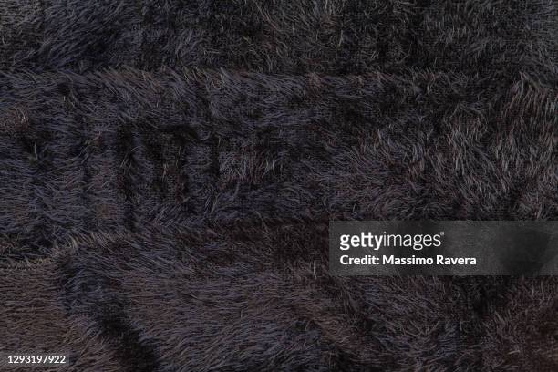 black fur - pêlo animal - fotografias e filmes do acervo