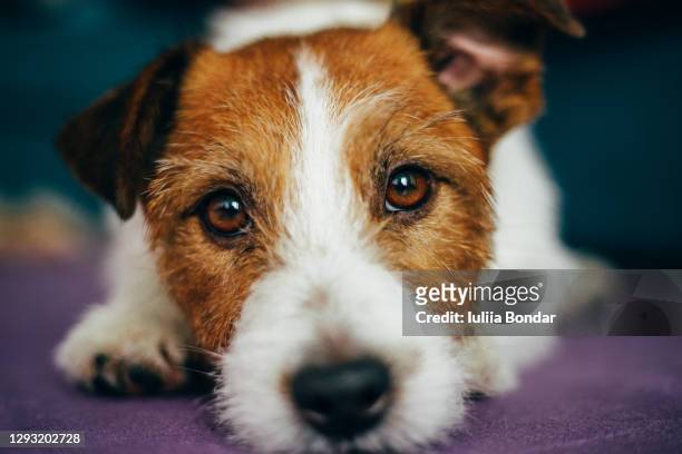 adorable jack russell dog portrait - terrier jack russell foto e immagini stock