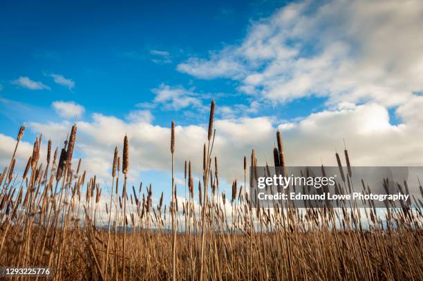 cat tails on the skagit river delta. - roseau photos et images de collection