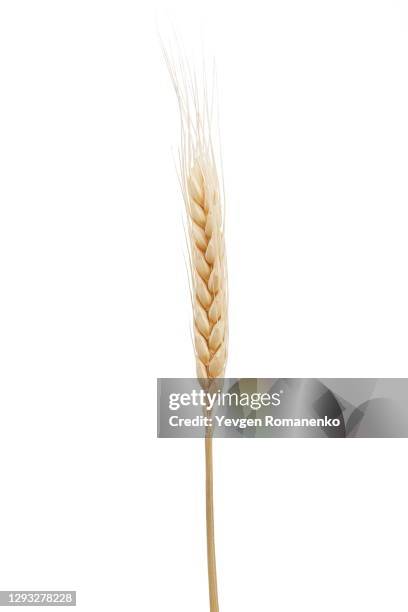 dried ear of wheat isolated on white background - long stem flowers fotografías e imágenes de stock