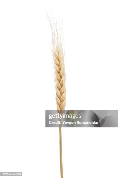 dried ear of wheat isolated on white background - straw stock pictures, royalty-free photos & images