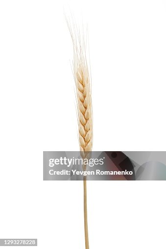 Dried ear of wheat isolated on white background Dried ear of wheat isolated on white background