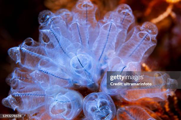 Salpidae Photos and Premium High Res Pictures Getty Images