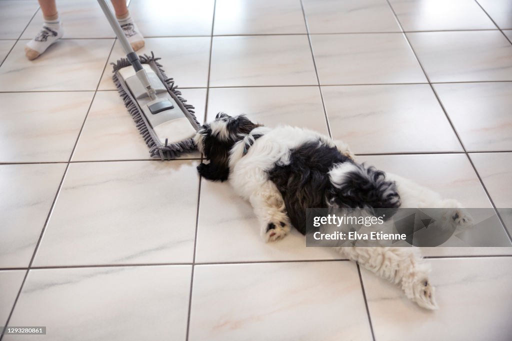 Playful puppy clinging on to a floor wiper being used by a child on a tiled floor